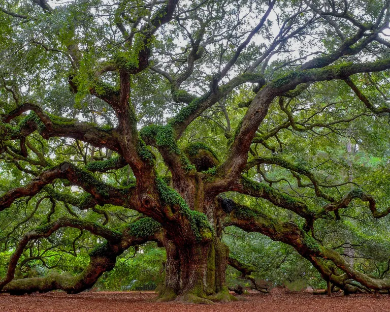 Angel Oak images