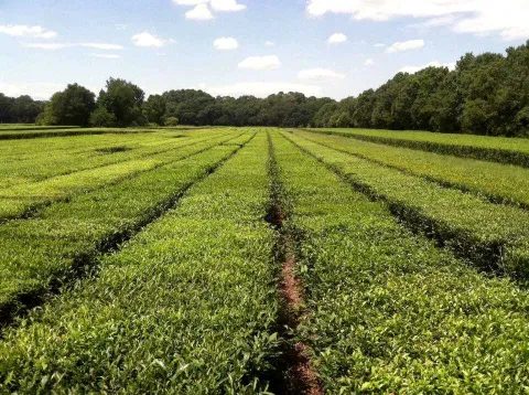 Charleston Tea Garden images