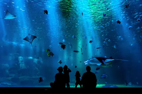 South Carolina Aquarium images