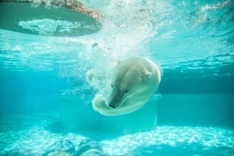 Lincoln Park Zoo images