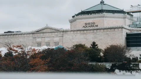Shedd Aquarium images
