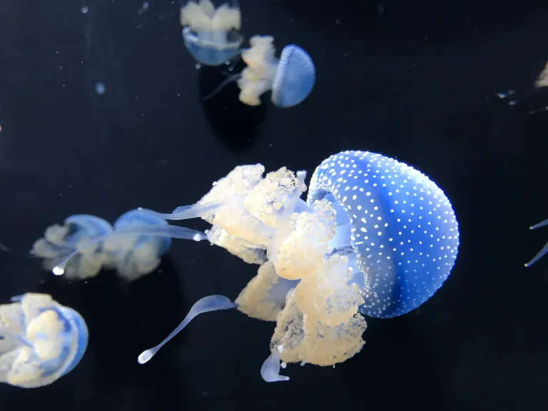 Shedd Aquarium images