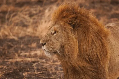 Lion Habitat Ranch images