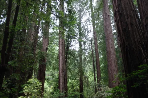 Muir Woods National Monument images