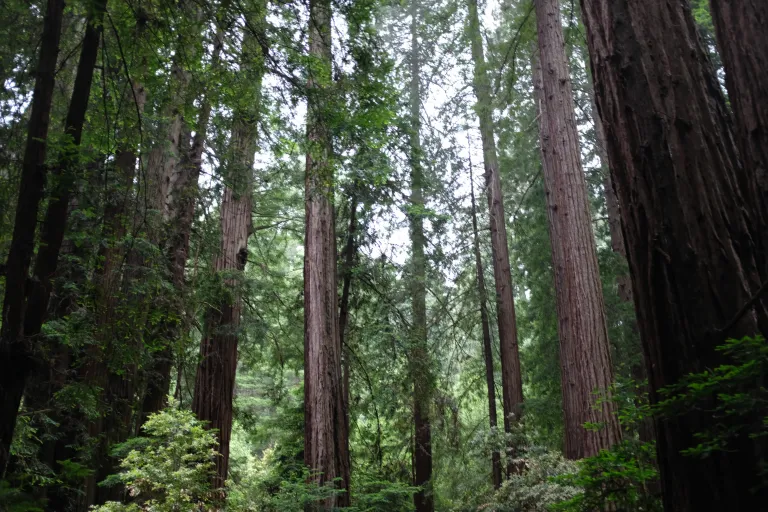 Muir Woods National Monument images
