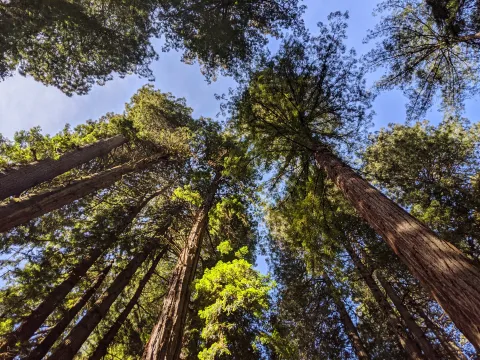 Muir Woods National Monument images