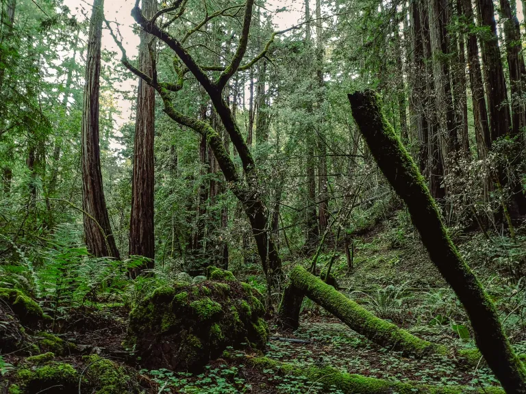 Muir Woods National Monument images
