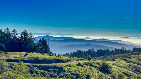 Muir Woods National Monument images