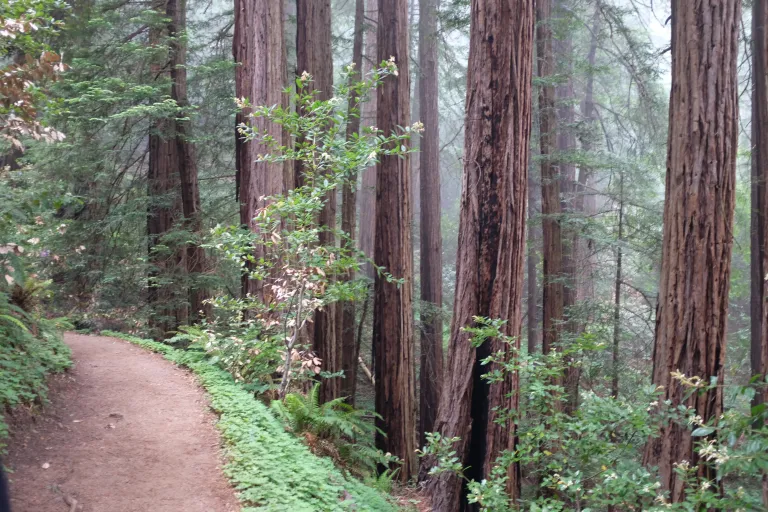 Muir Woods National Monument images