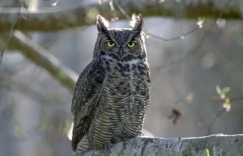 Oatland Island Wildlife Center images
