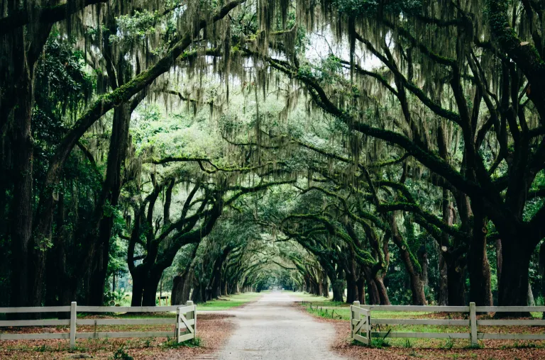 Wormsloe Historic Site images