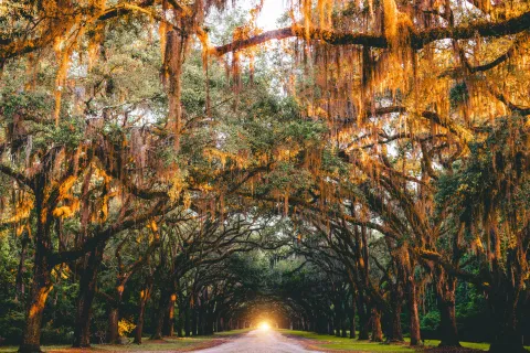 Wormsloe Historic Site images