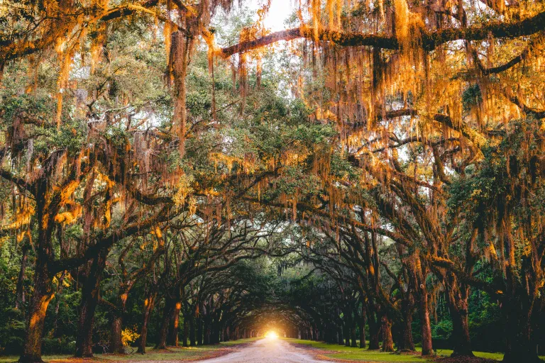 Wormsloe Historic Site images